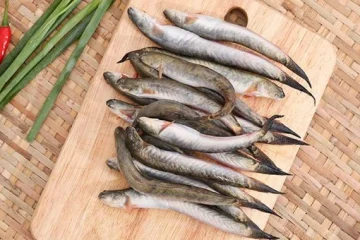 Bầu ăn cá kèo được không? Lợi ích của cá kèo đối với sức khỏe thai kỳ