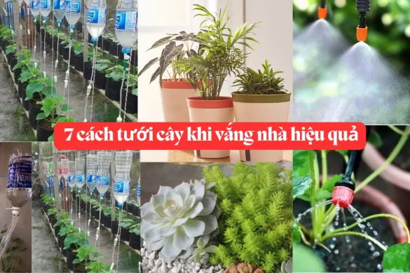 Top 7 cách tưới cây khi vắng nhà hiệu quả