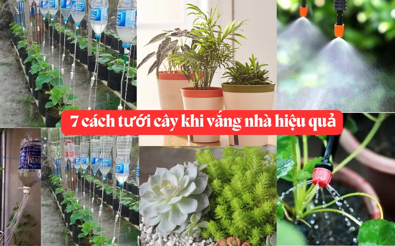 cach tuoi cay khi vang nha