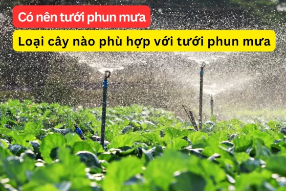 Có nên tưới phun mưa? Loại cây nào phù hợp với tưới phun mưa