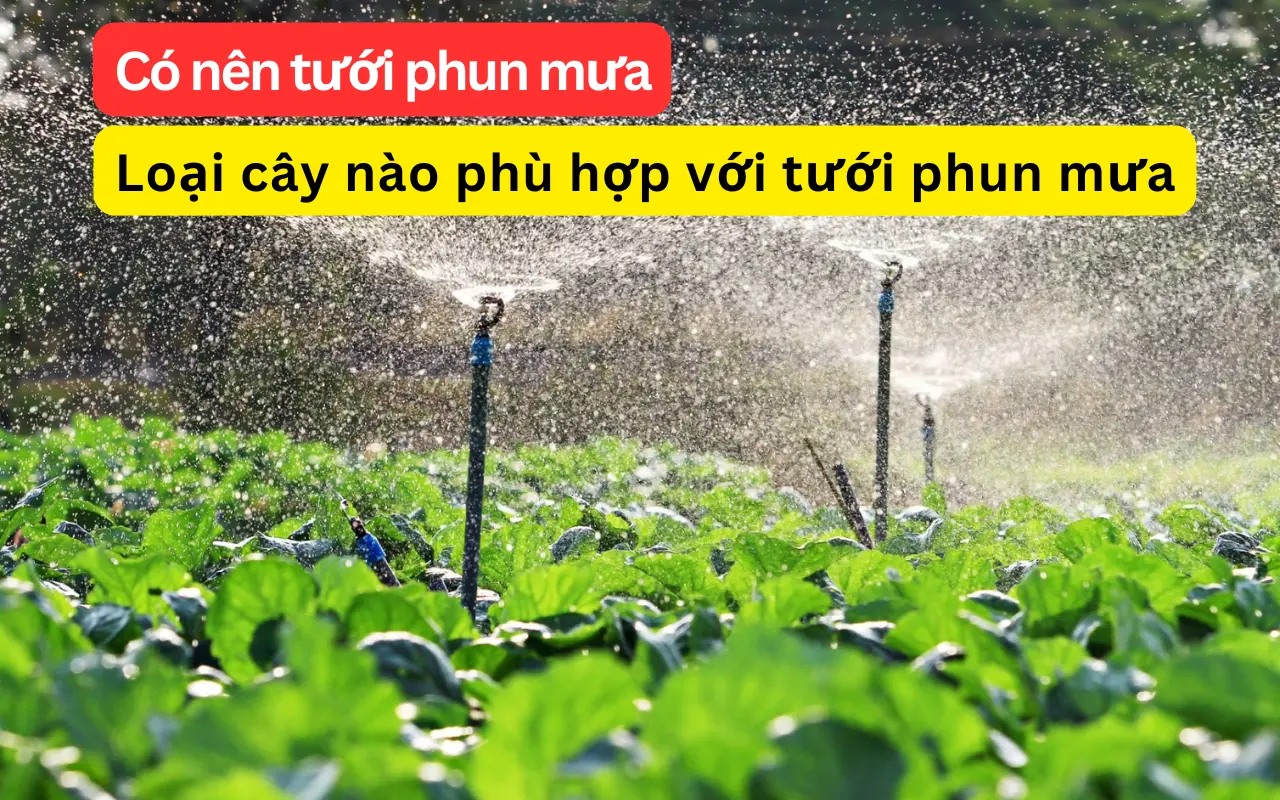 co nen tuoi phun mua